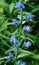 Viper Bugloss showy biennial weed in summer garden