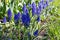 Viper onion, or Mouse hyacinth, or Muscari decorative blue flower. Spring flowering of decorative landscape lawn plants. Natural
