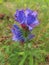 Viper`s Bugloss