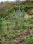 Viper's Bugloss aka Echium vulgare growing wild on the coast at Braunton Burrows in Devon, England, UK