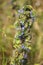 Viper`s bugloss in bloom close-p view with selective focus on foreground