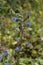 Viper\'s bugloss or Blueweed (Echium vulgare)