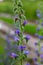 Viper\\\'s bugloss or blueweed Echium vulgare flowering in meadow on the natural green blue background. Macro