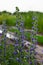 Viper\\\'s bugloss or blueweed Echium vulgare flowering in meadow on the natural green blue background. Macro