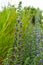 Viper\\\'s bugloss or blueweed Echium vulgare flowering in meadow on the natural green blue background. Macro