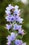 Viper\'s Bugloss (Echium Vulgar