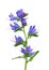 Viper\'s Bugloss (Echium vulgare)