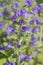 VIPER\'S BUGLOSS (Echium vulgare)