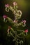 Viper\'s bugloss flower