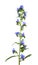 Viper`s Bugloss flower