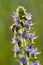 a viper\\\'s bugloss flower in bloom and a bee brightened by the sun