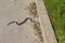 Viper is warming body on an asphalt and ready go to spring grass in local park