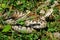 Vipera aammodytes,close-up photo