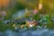 Vipera berus, European adder, beautiful snake in the nature habitat. Viper with evening light in the heather plant. Snake with red