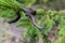 Vipera berus poisonous viper in summer on branch the of tree