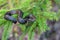 Vipera berus poisonous viper in summer on branch the of tree