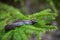 Vipera berus poisonous viper in summer on branch the of tree