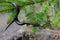 Vipera berus poisonous viper in summer on branch the of tree