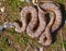 viperine snake, Natrix maura