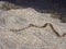 Viperine snake, Natrix maura, eating fish, Porto Corallo, Sardinia, Italy