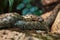 Viperine water snake (natrix maura)