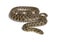 Viperine water snake, Natrix maura, nonvenomous and Semiaquatic snake