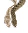 Viperine water snake, Natrix maura, Shedding Skin UK Molting, nonvenomous and Semiaquatic snake