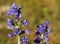 Vipers bugloss, Echium vulgare, in Gotland Island, Sweden