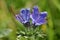 Vipers Bugloss Flowers