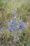 Vipers Bugloss plant