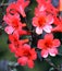 Vireya Rhododendron - Cyprian