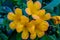 Vireya Rhododendron yellow flower, isolated