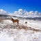 Virgen de la Vega snow village horse in Teruel Spain