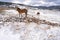 Virgen de la Vega snow village horse in Teruel Spain