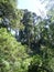 Virgin forest, primeval forest landscape sky blue lake