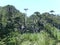 Virgin forest, primeval forest landscape sky blue lake