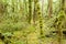 Virgin rainforest wilderness of Fiordland NP NZ