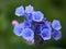 Virginia Bluebell (Mertensia Virginica) Macro