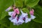 Virginia Bluebell Spring Bloom Blue Pink Flower