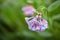 Virginia Bluebell Wildflower Spring Bloom