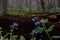 Virginia Bluebell Wildflowers - Ohio