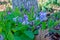 Virginia bluebells closeup