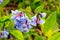 Virginia Bluebells Cluster