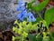 Virginia Bluebells and Common Evening Primrose Wildflowers