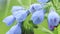Virginia Bluebells in a field in the sun in the wind close-up, floral , blue bells