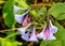 Virginia Bluebells Flowers