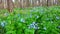 Virginia Bluebells in Illinois