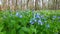 Virginia Bluebells in Illinois