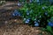 Virginia bluebells lining a shaded woodland path