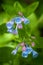 Virginia Bluebells (Mertensia virginica)